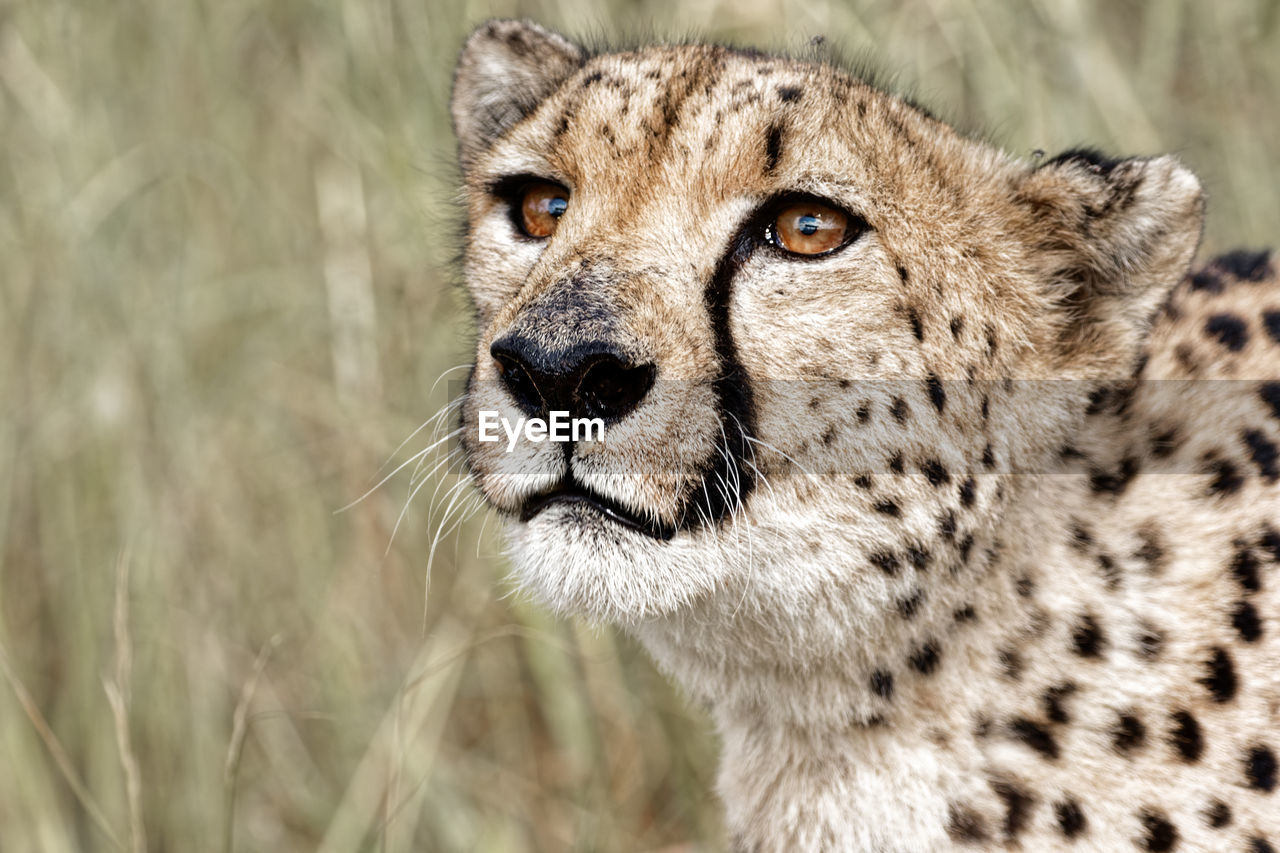 Cheetah animal in the wild. looks hungry close up head namibia africa safari close up 