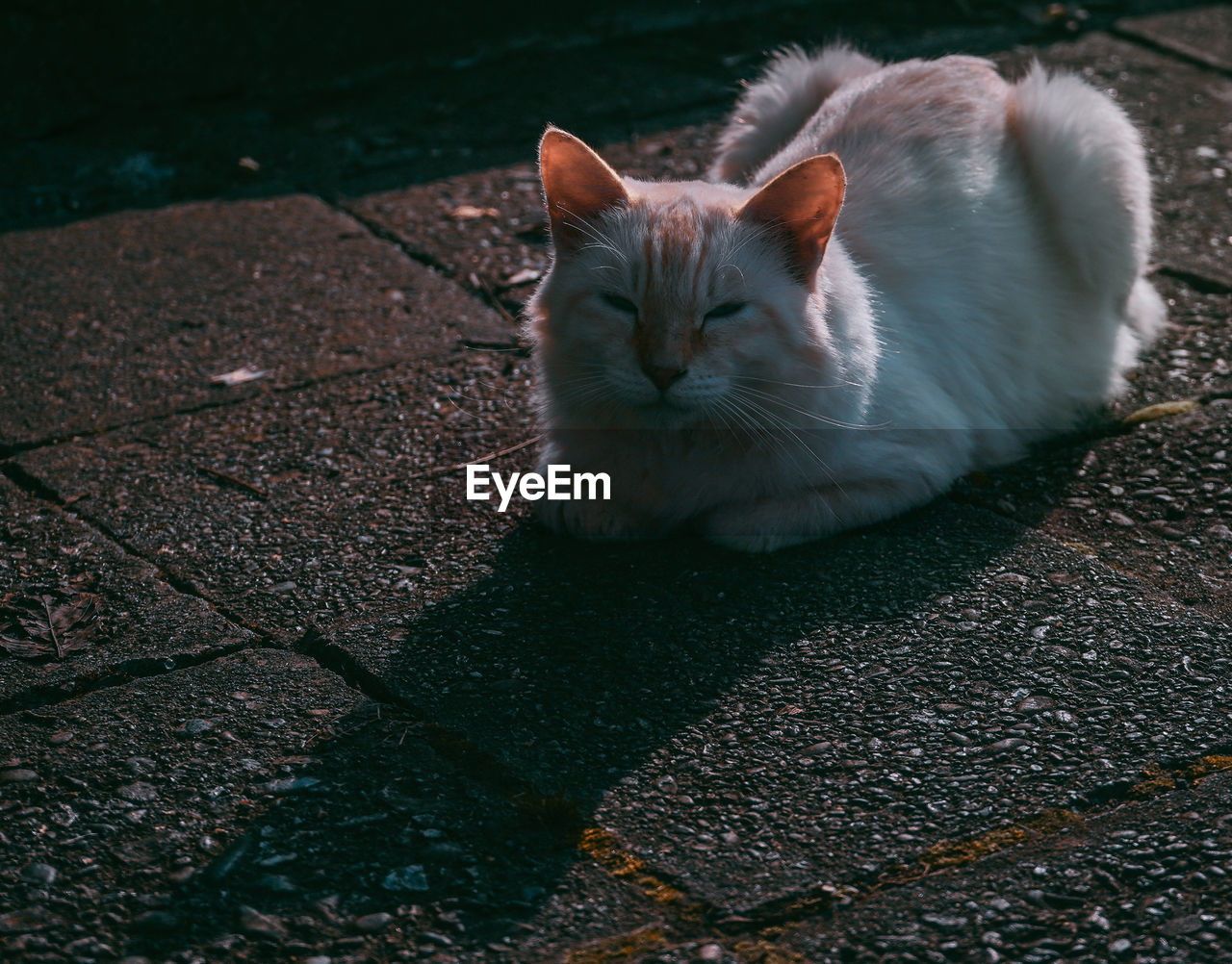 Close-up portrait of a cat resting on footpath