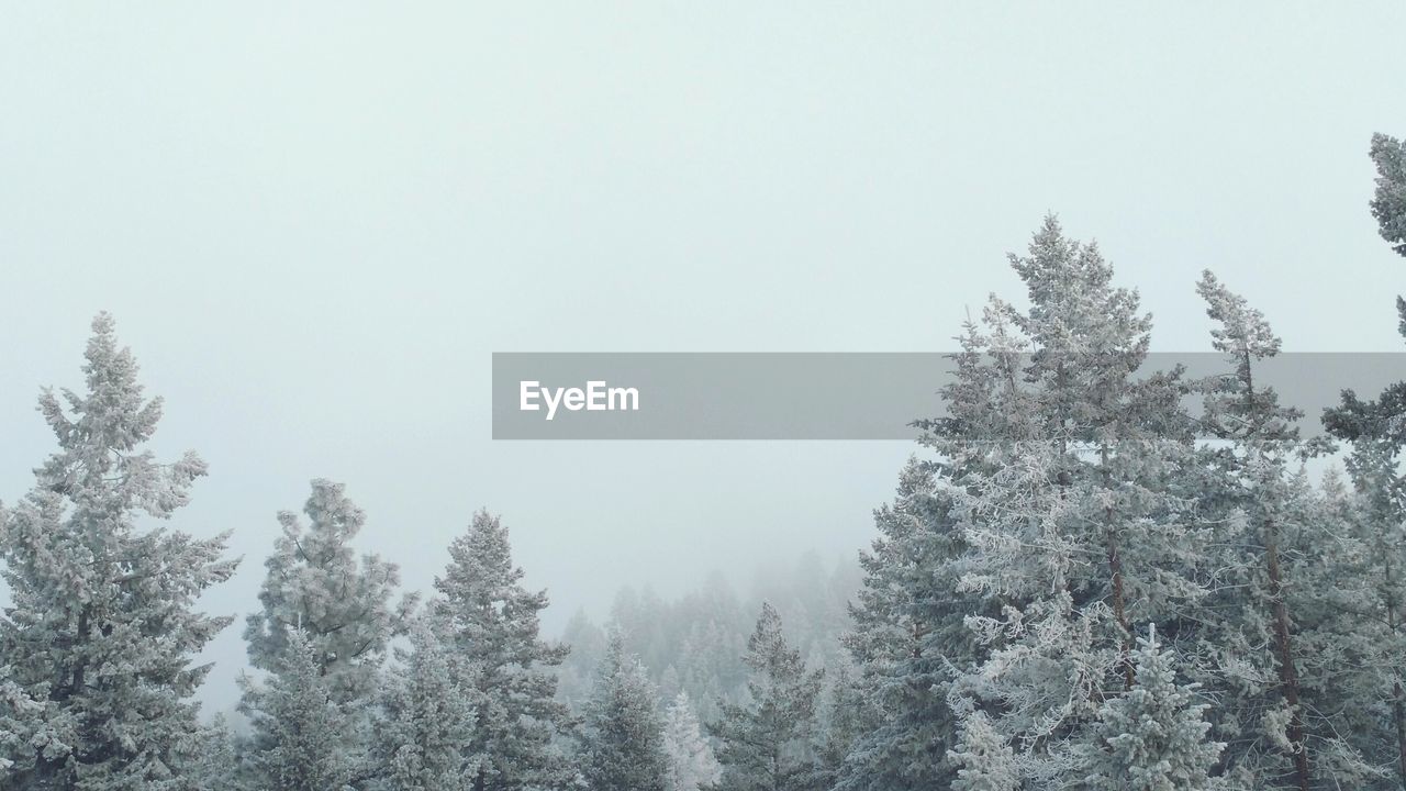 Snow covered pine trees in forest against sky