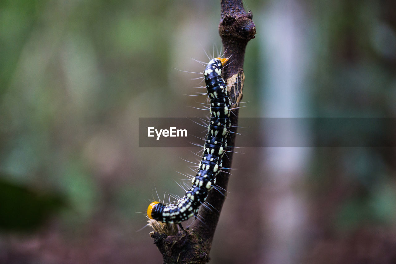 Close-up of caterpillar on twig