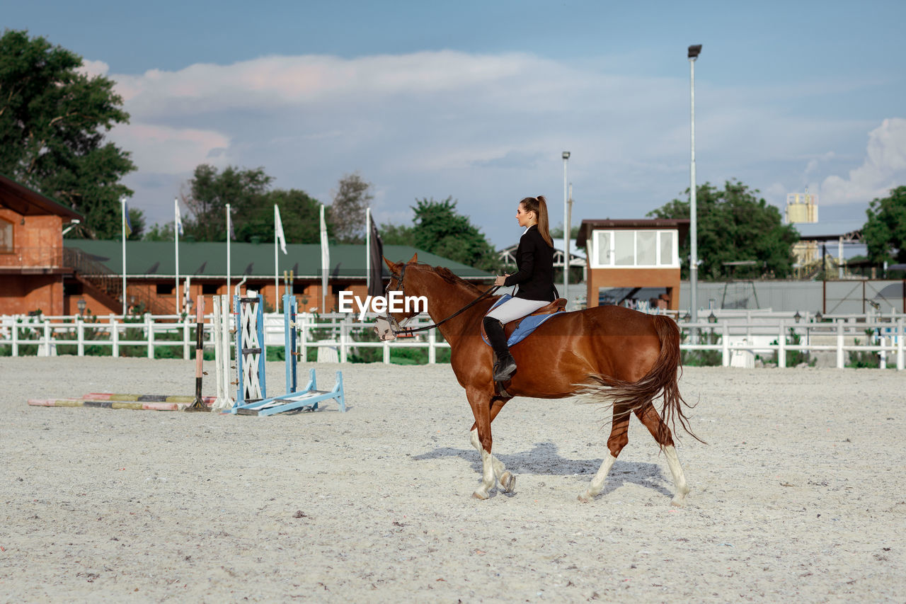 horse on field against sky