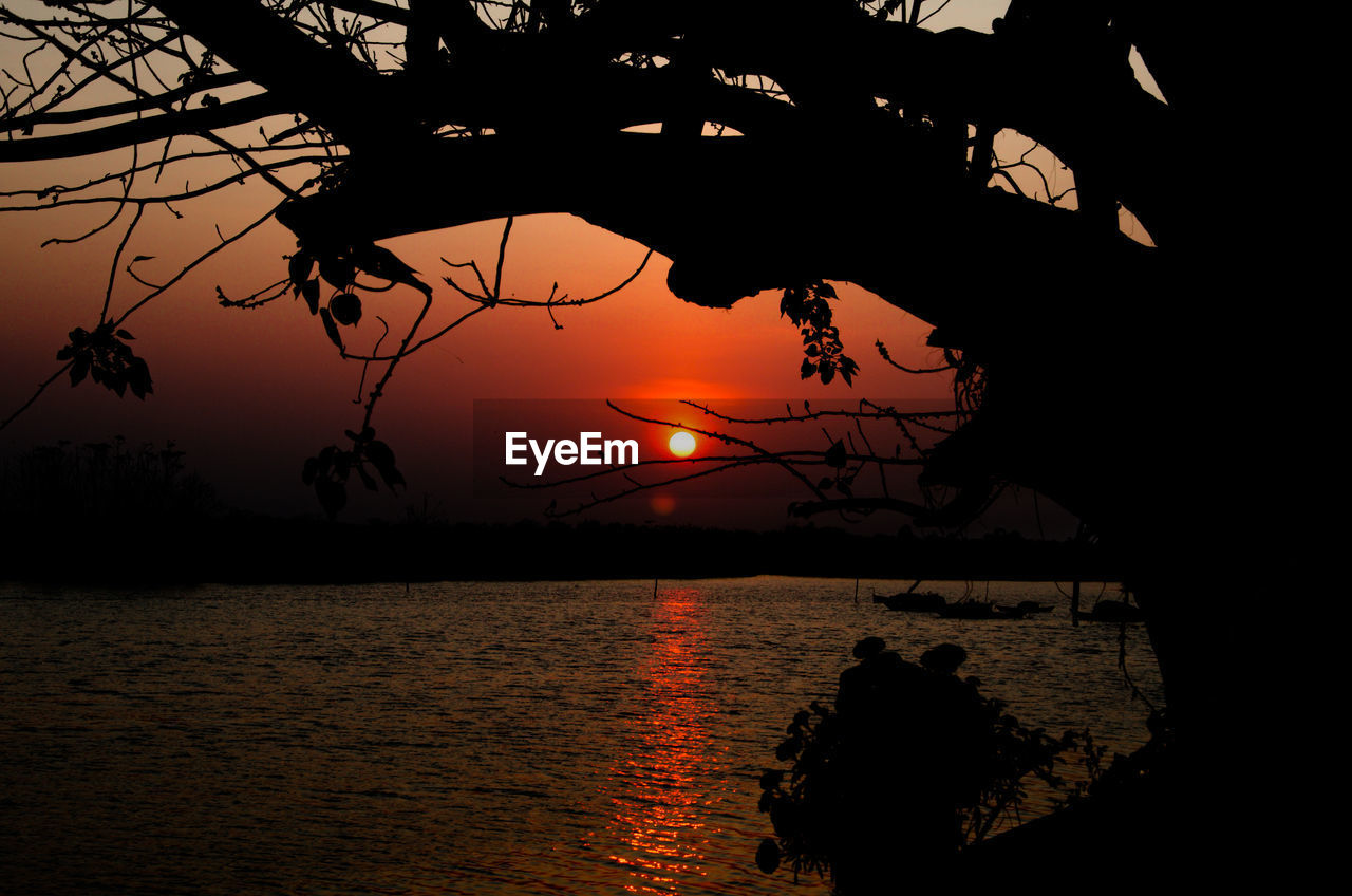 Silhouette tree by sea against sky during sunset