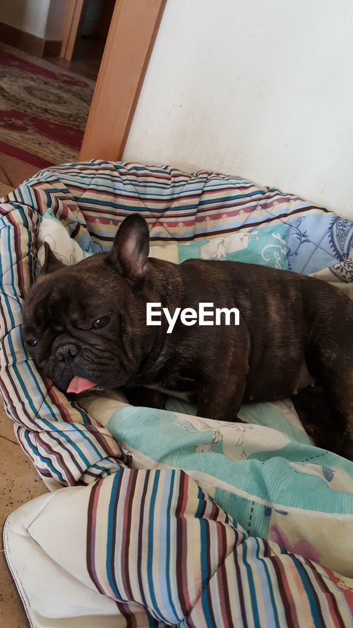 Close-up of dog sleeping on bed at home