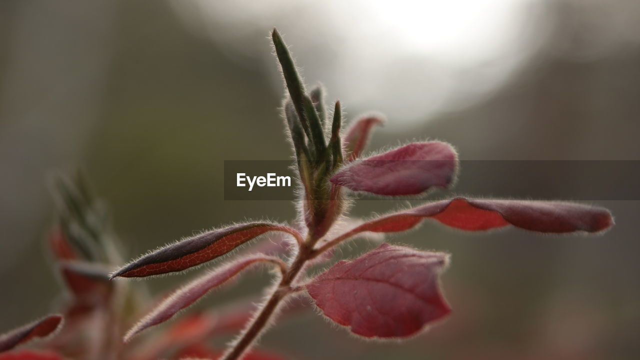 plant, close-up, leaf, macro photography, nature, beauty in nature, flower, growth, focus on foreground, branch, no people, bud, blossom, petal, red, freshness, frost, day, flowering plant, fragility, outdoors, selective focus, plant stem, plant part, twig, shrub, tree