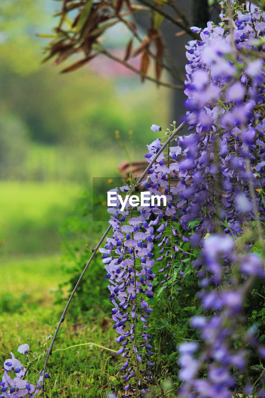 Glicine Flower Flower Head Purple Tree Blossom Close-up Plant