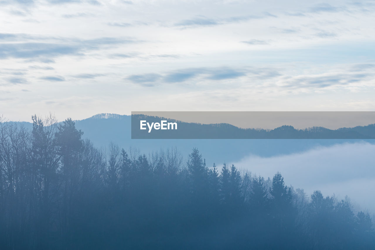 Trees in forest against sky