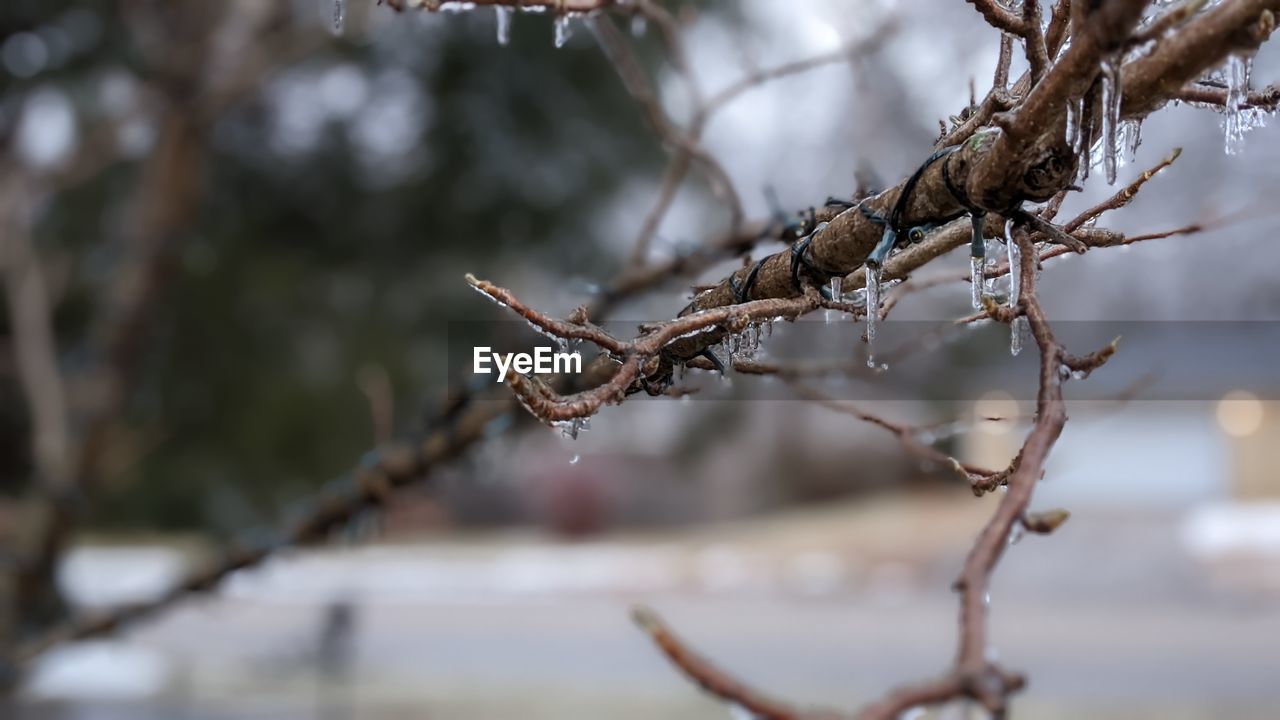 winter, branch, tree, spring, twig, nature, plant, leaf, flower, focus on foreground, snow, close-up, frost, cold temperature, no people, animal, outdoors, autumn, animal themes, beauty in nature, animal wildlife, day, tranquility, environment, freezing, macro photography, selective focus, forest, wildlife, thorns, spines, and prickles