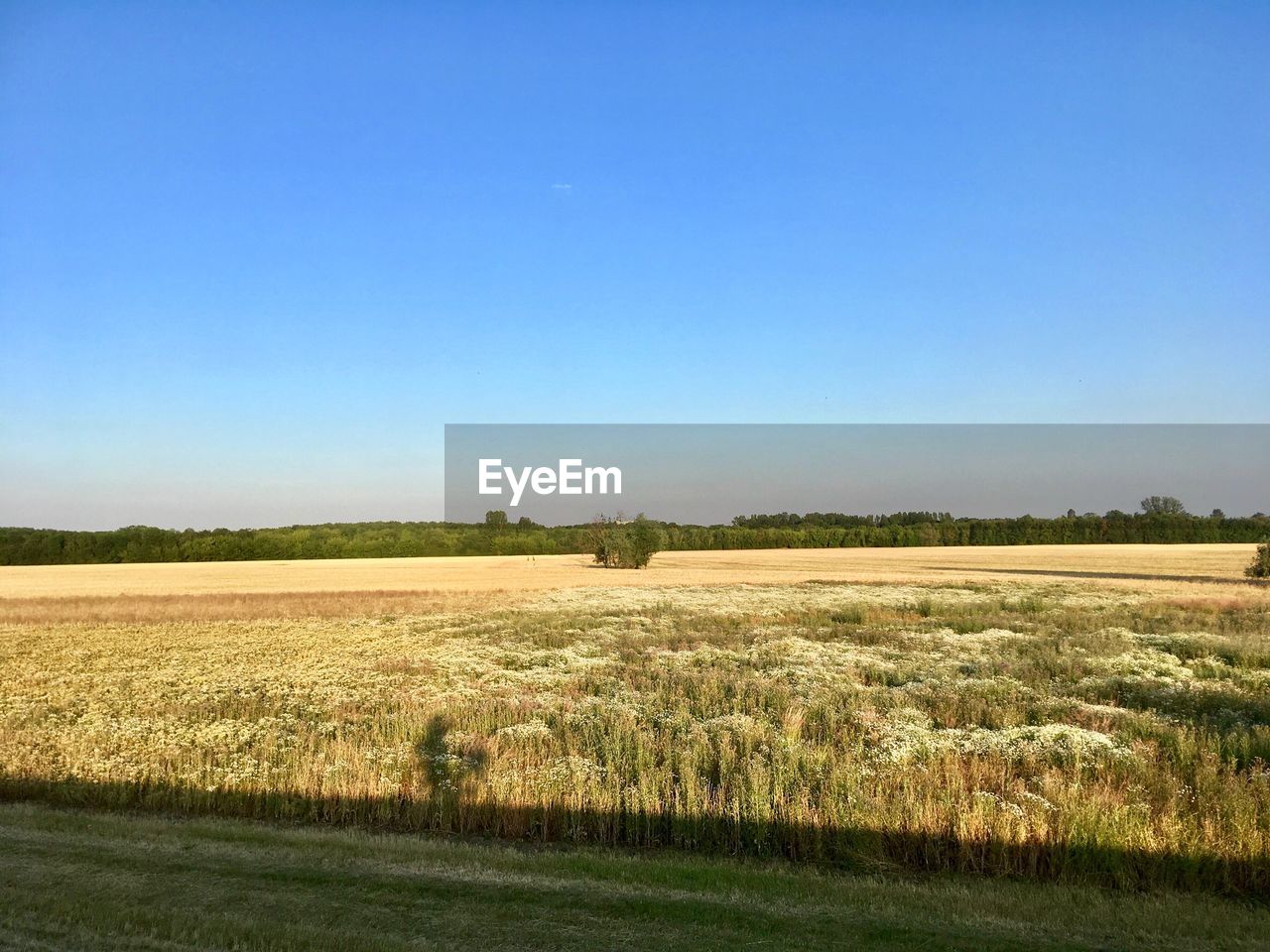 SCENIC VIEW OF AGRICULTURAL FIELD AGAINST CLEAR SKY