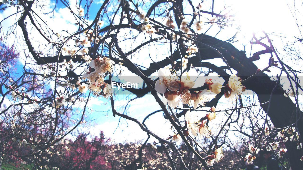 LOW ANGLE VIEW OF TREE AGAINST SKY