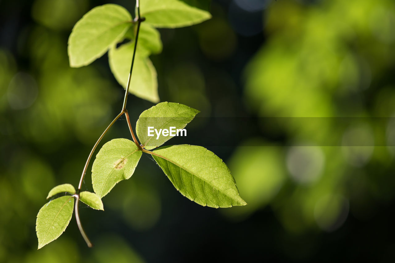 Close-up of green leaves