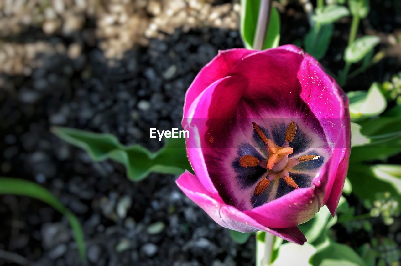 CLOSE-UP OF WATER DROPS ON FLOWER