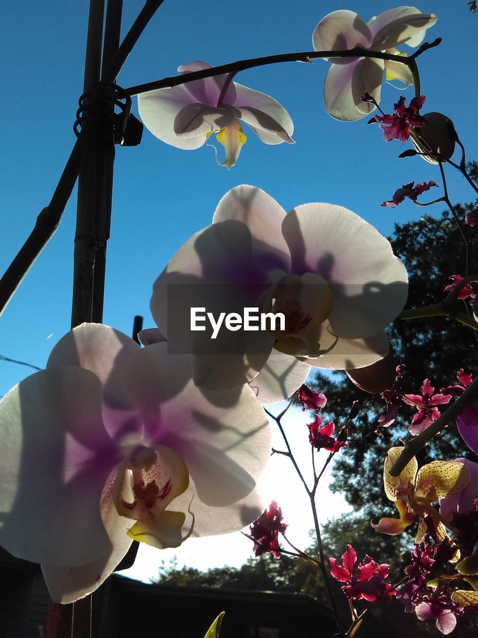 LOW ANGLE VIEW OF PINK FLOWERS BLOOMING AGAINST SKY