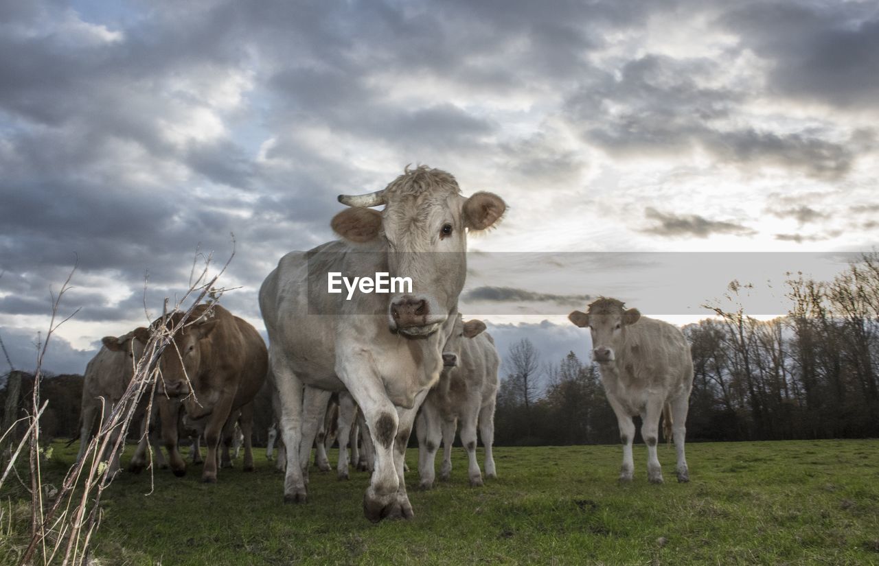 PORTRAIT OF COWS STANDING ON FIELD