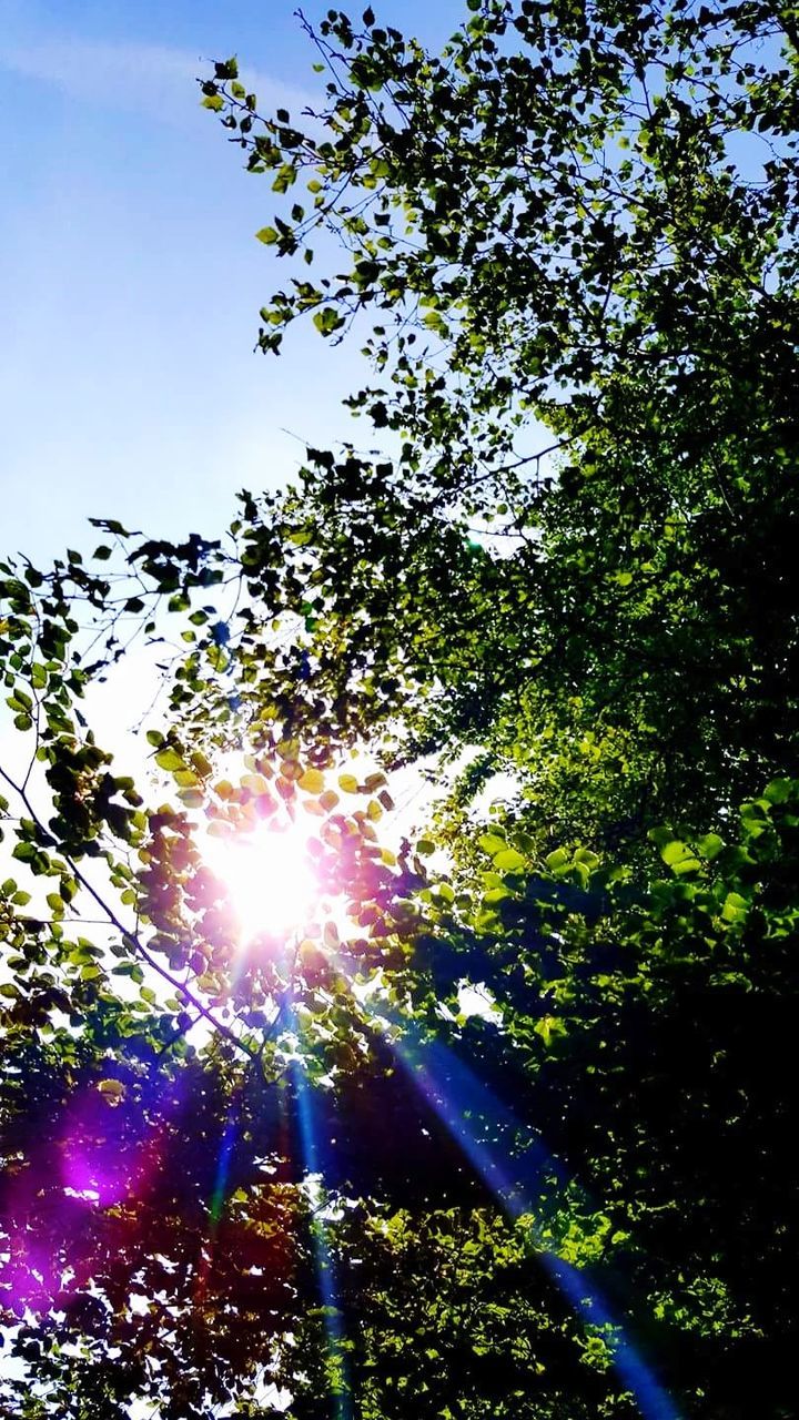 LOW ANGLE VIEW OF TREES AGAINST SUNLIGHT