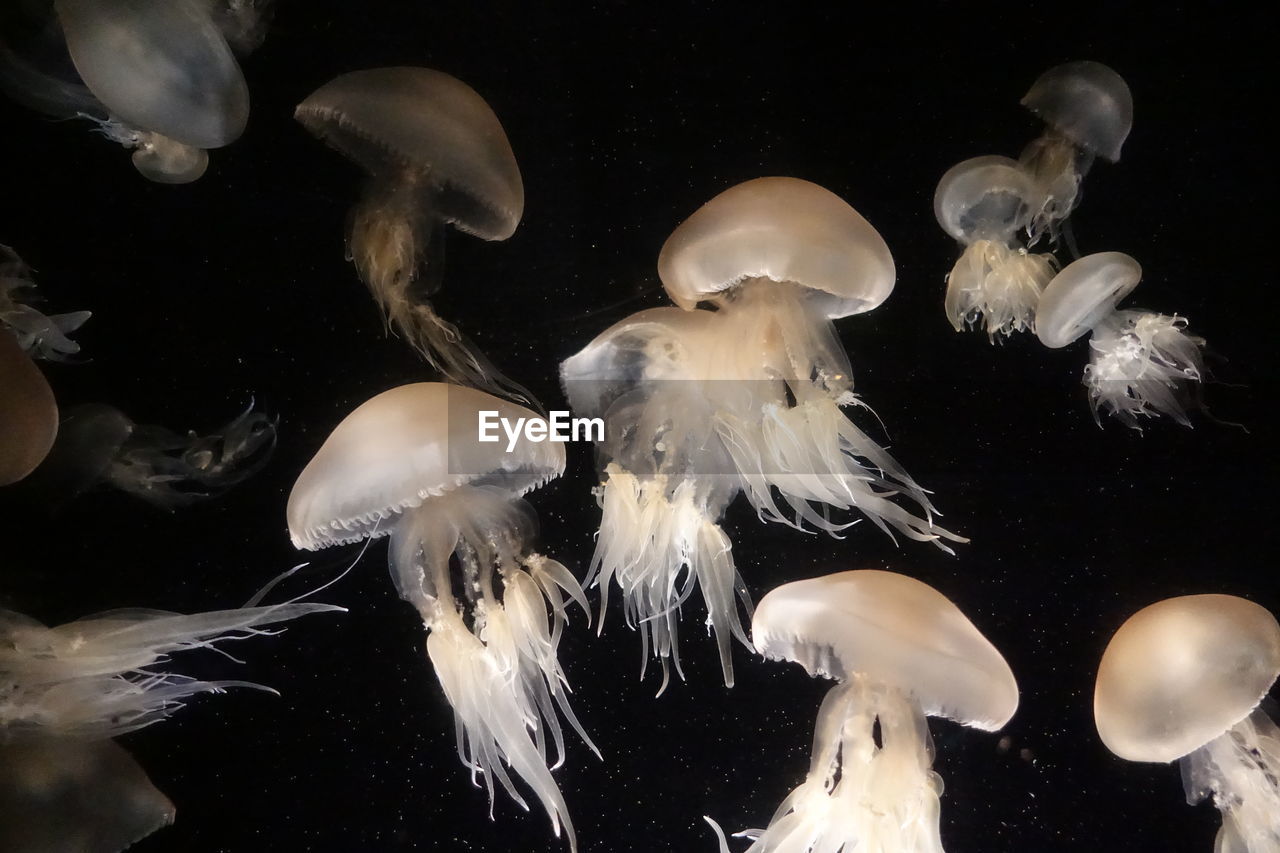 CLOSE-UP OF JELLYFISH SWIMMING UNDERWATER