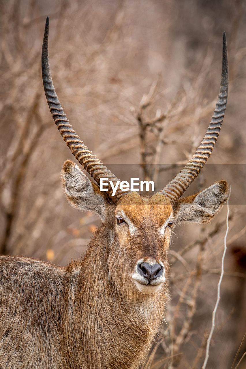 close-up of deer on field