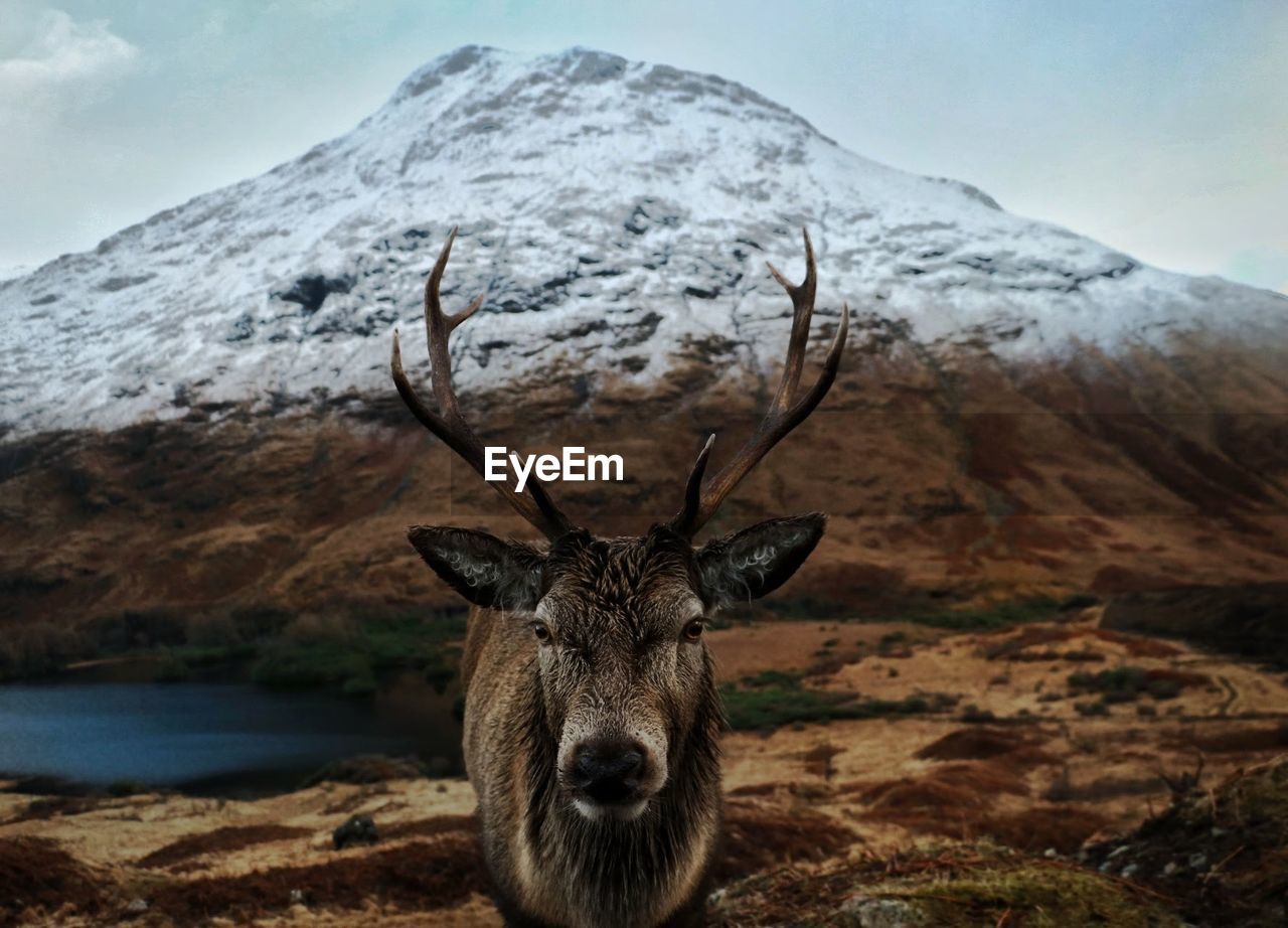 Portrait of deer standing against mountain