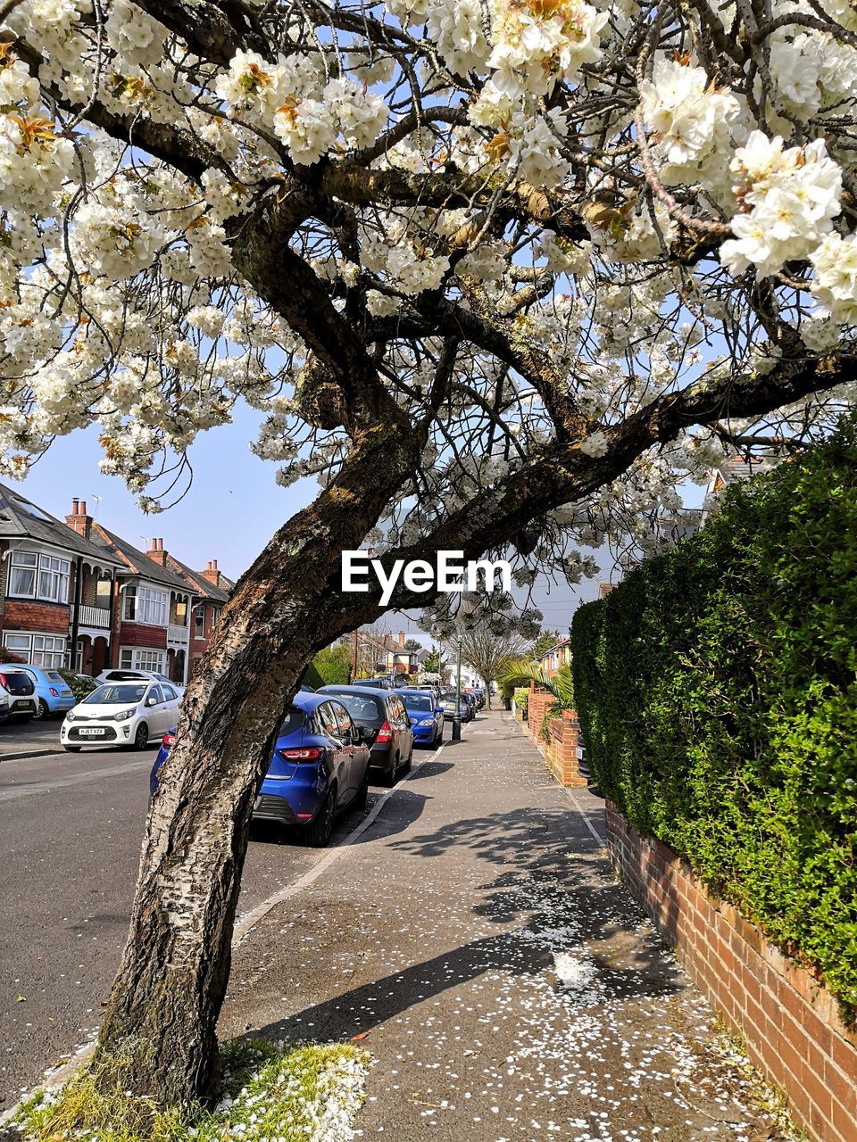View of cherry blossom on street in city