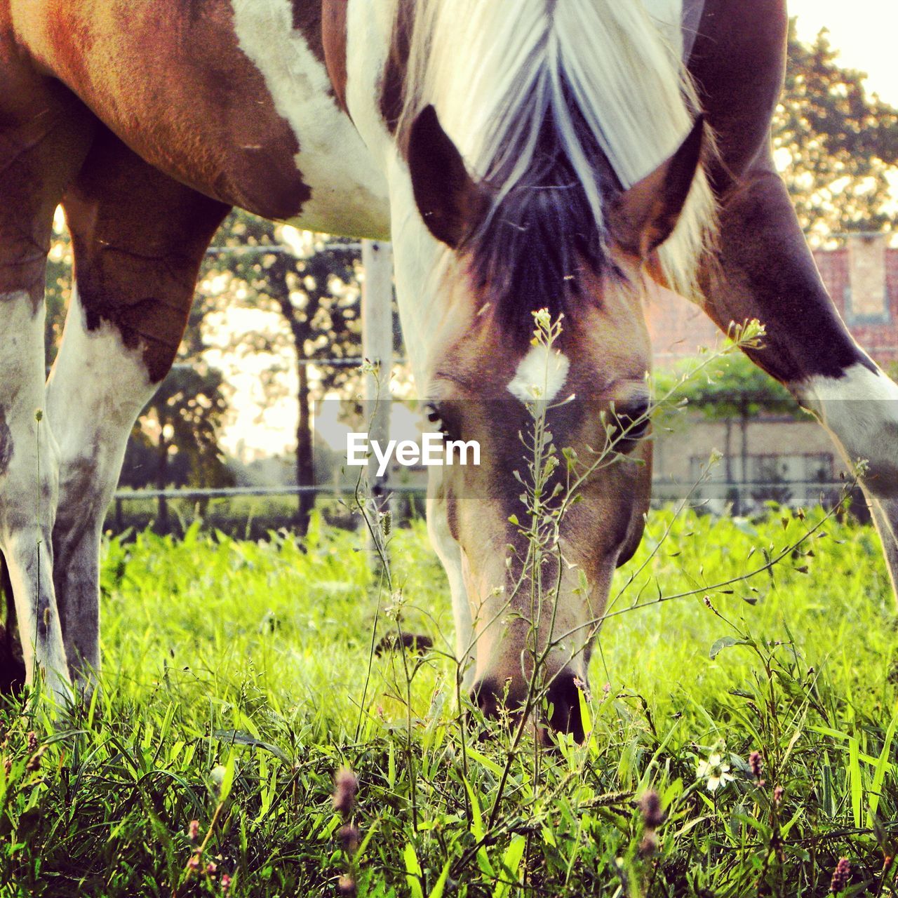 Close-up of horse grazing on grassy field