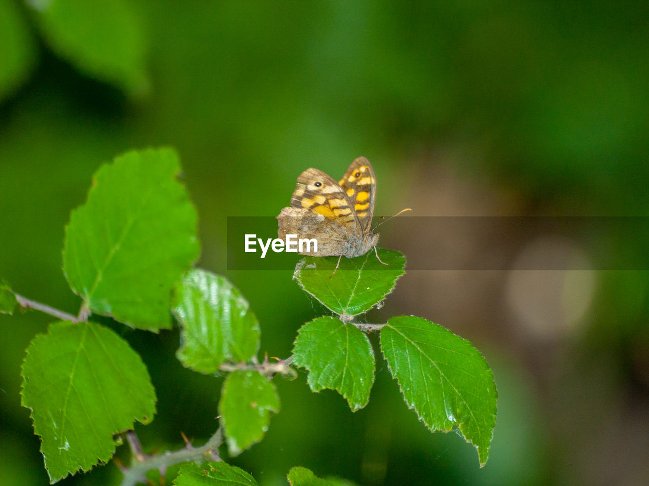 CLOSE-UP OF BUTTERFLY POLLINATING ON LEAVES