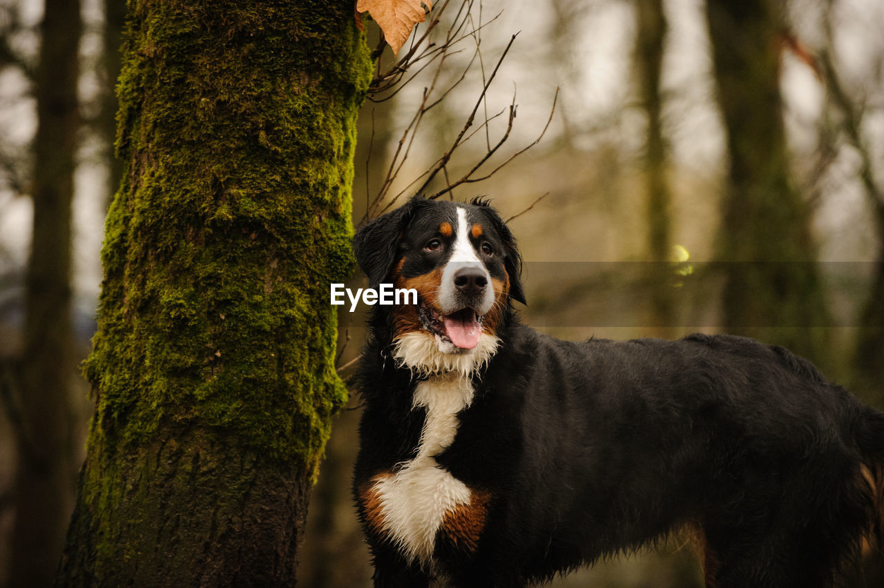 CLOSE-UP OF DOG BY TREE TRUNK