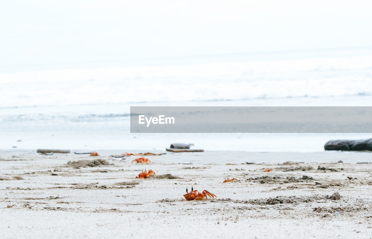 SCENIC VIEW OF BEACH