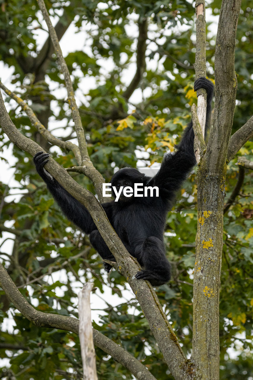 Ape sitting between tree branches .background yellow green leaves.