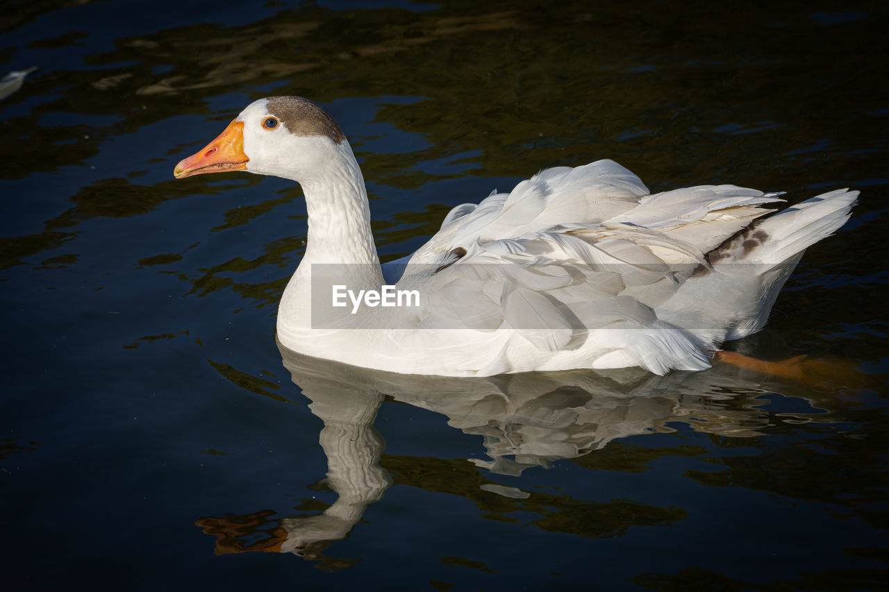 bird, animal themes, animal, animal wildlife, wildlife, reflection, water, ducks, geese and swans, one animal, water bird, lake, beak, wing, duck, swan, nature, no people, white, goose, swimming