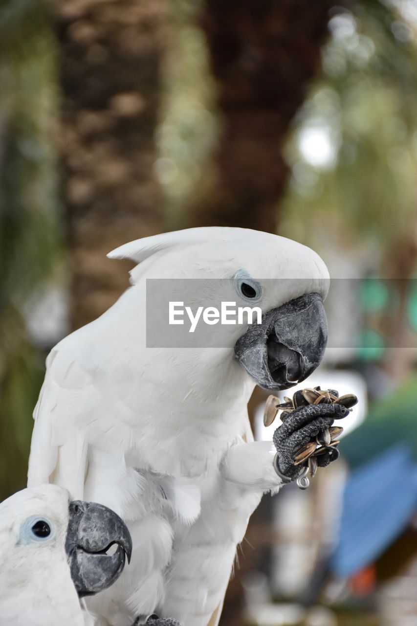 Close-up of two birds