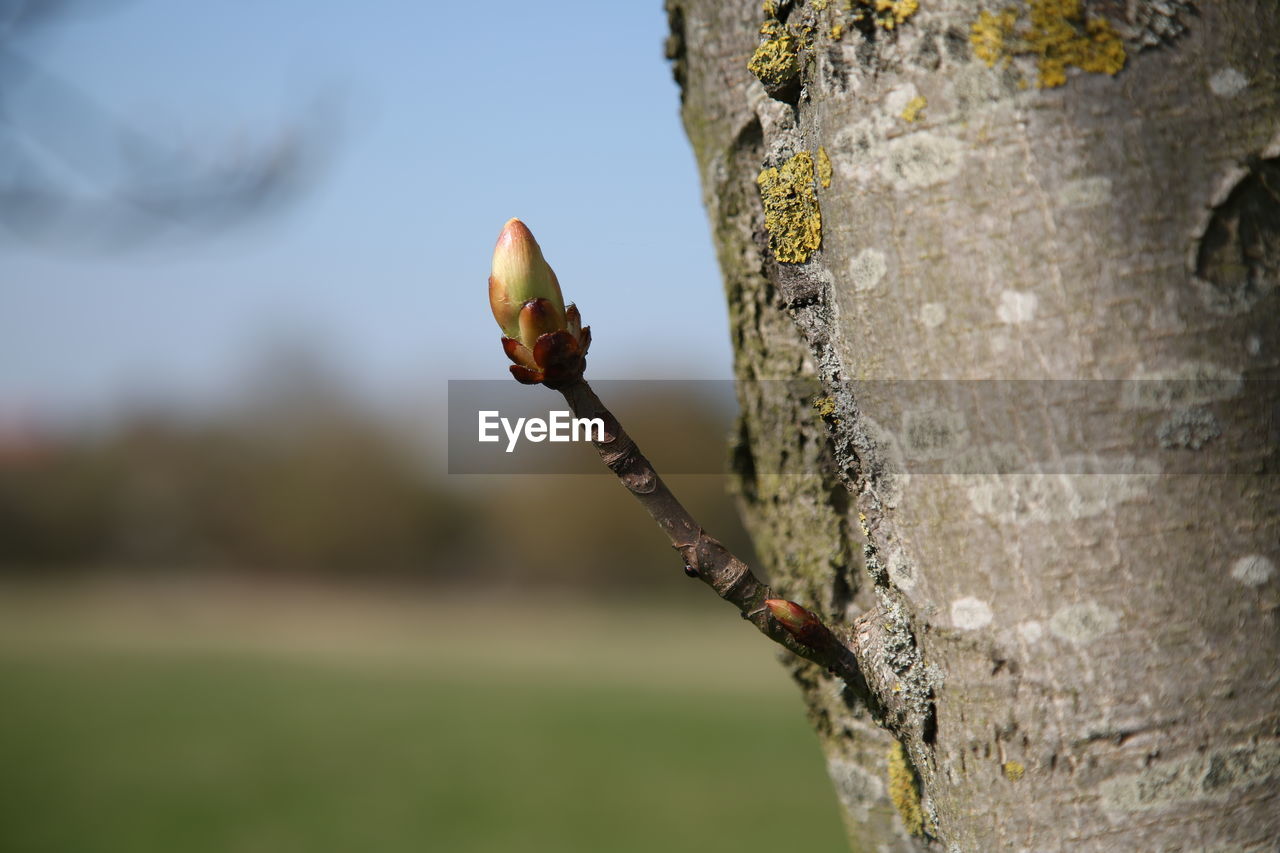 CLOSE-UP OF A PLANT