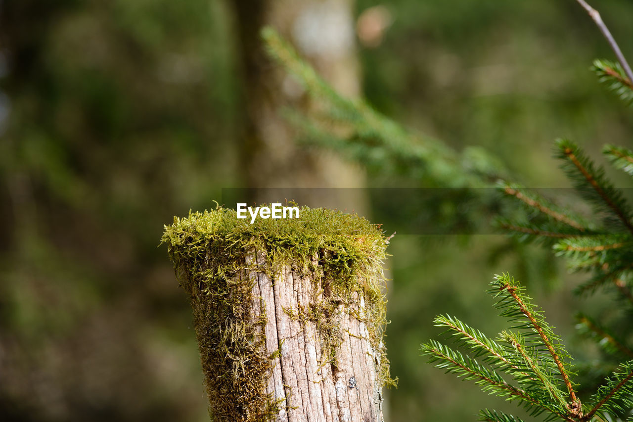 Close-up of tree trunk