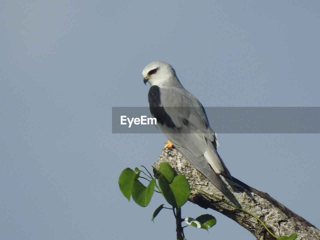 LOW ANGLE VIEW OF BIRD PERCHING ON A TREE