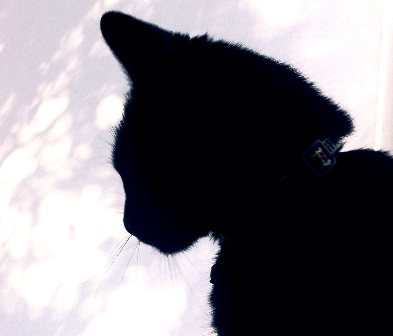 Silhouette of cat