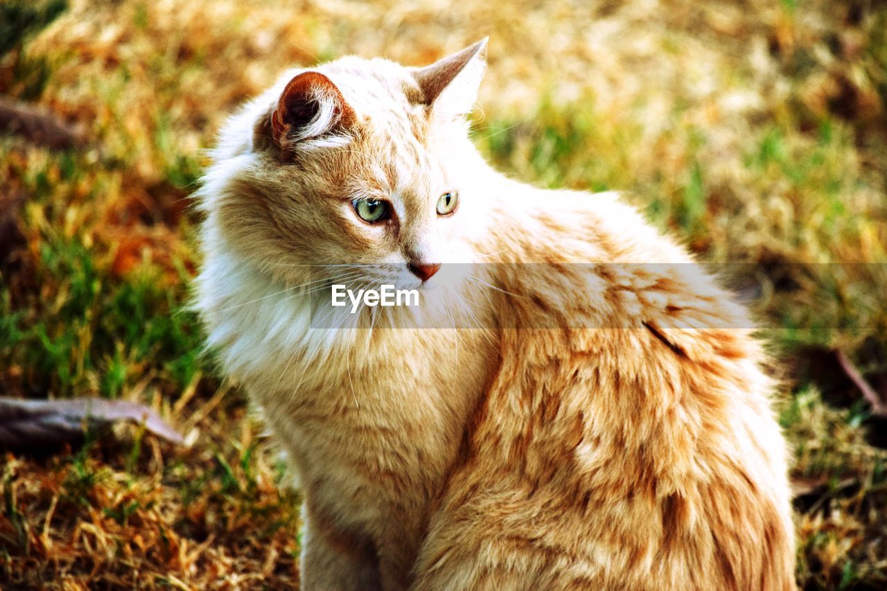 Close-up of cat looking away