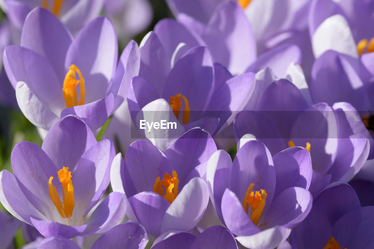 flower, flowering plant, plant, crocus, beauty in nature, freshness, purple, petal, fragility, close-up, nature, growth, flower head, inflorescence, no people, iris, springtime, blossom, macro photography, outdoors, flowerbed, focus on foreground, sunlight, backgrounds, full frame