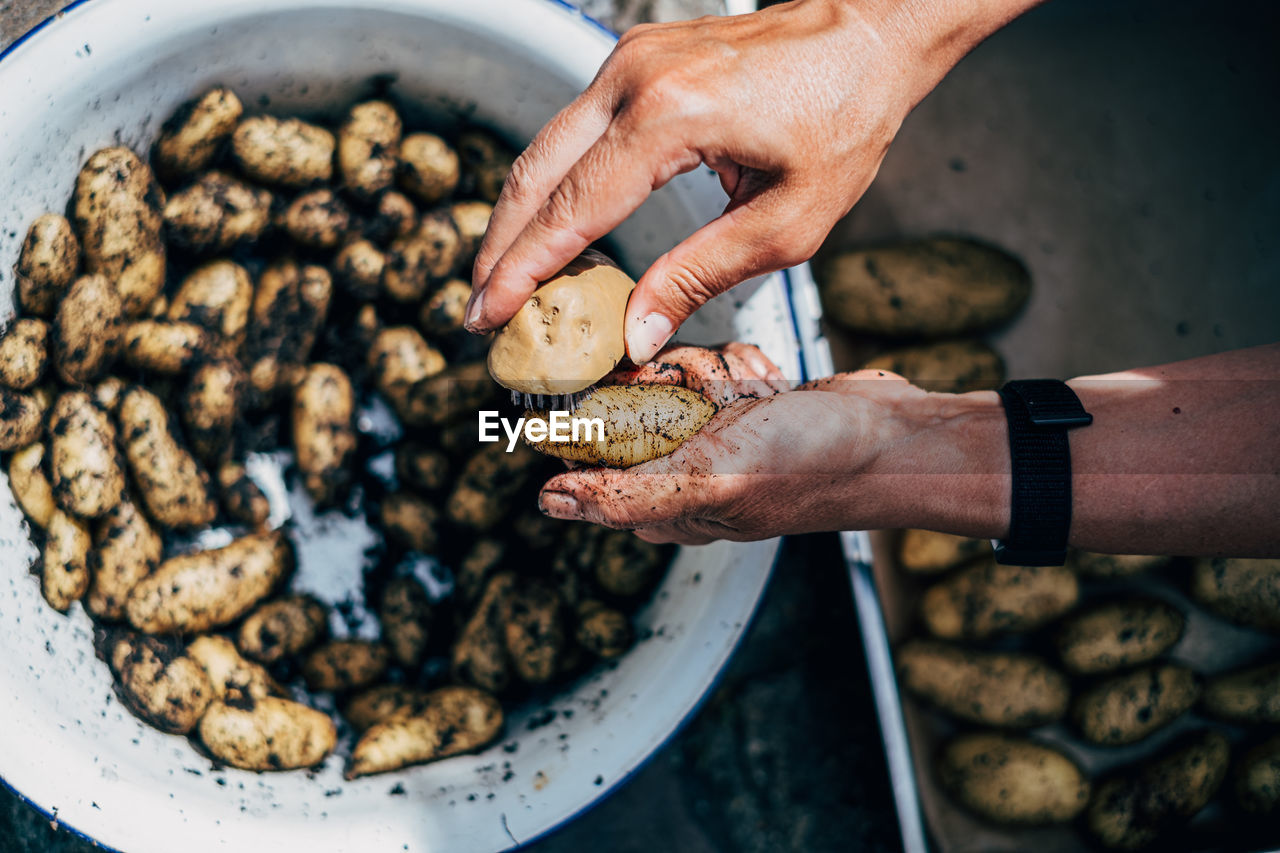 Human hand cleaning fresh potatoes