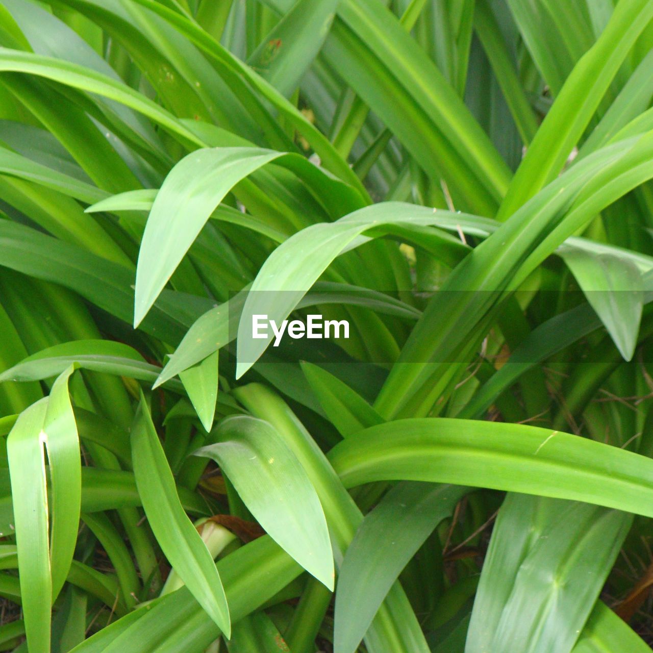 Full frame shot of green leaves