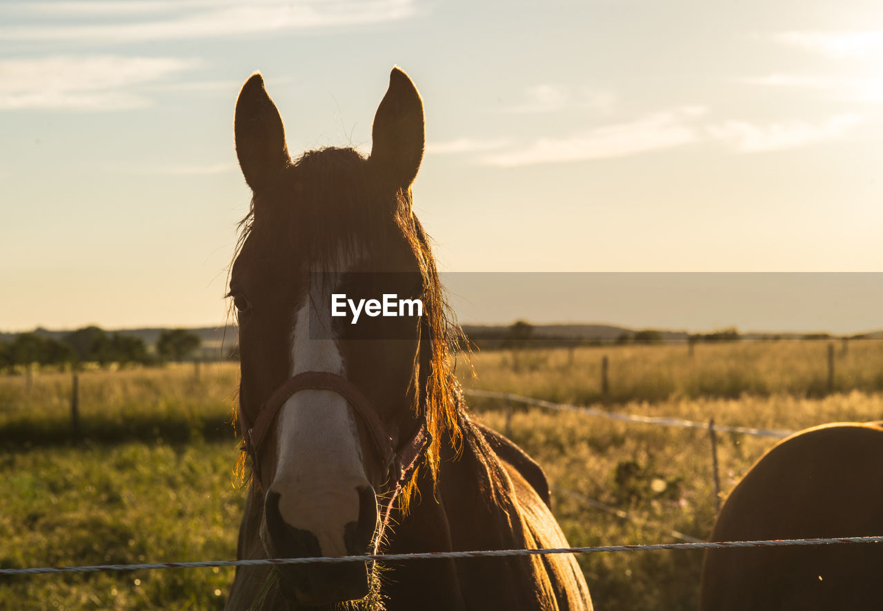 Horse on grassy field at ranch during sunny day