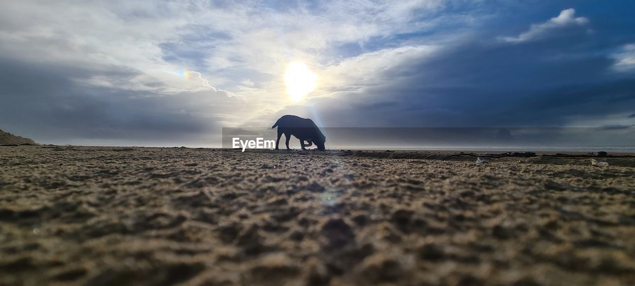 VIEW OF A HORSE AT SUNSET