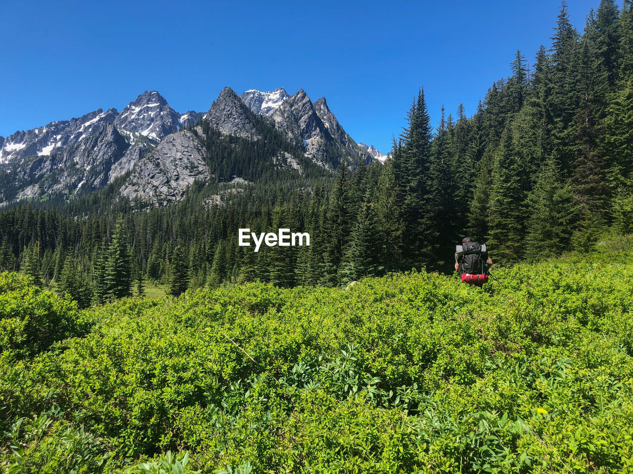 Rear view of man with backpack hiking amidst plants