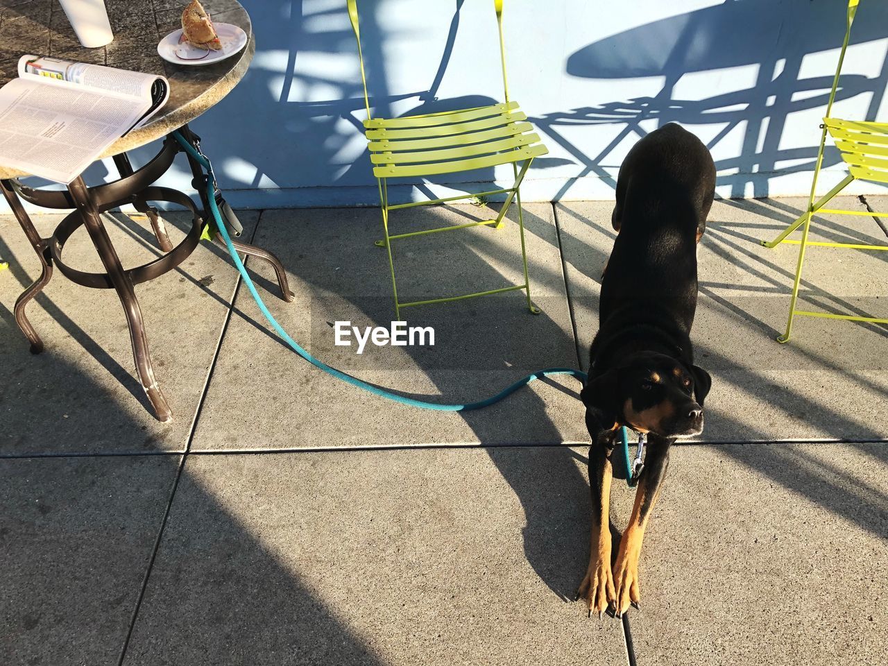 HIGH ANGLE VIEW OF DOG ON SHADOW OF PERSON