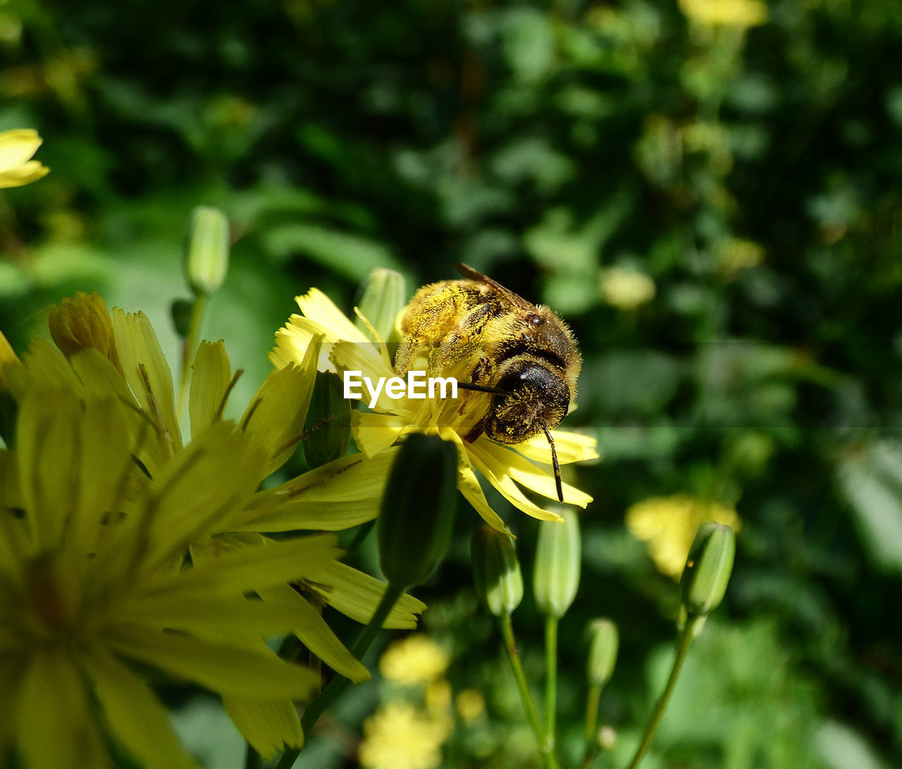 Close-up of insect on flower