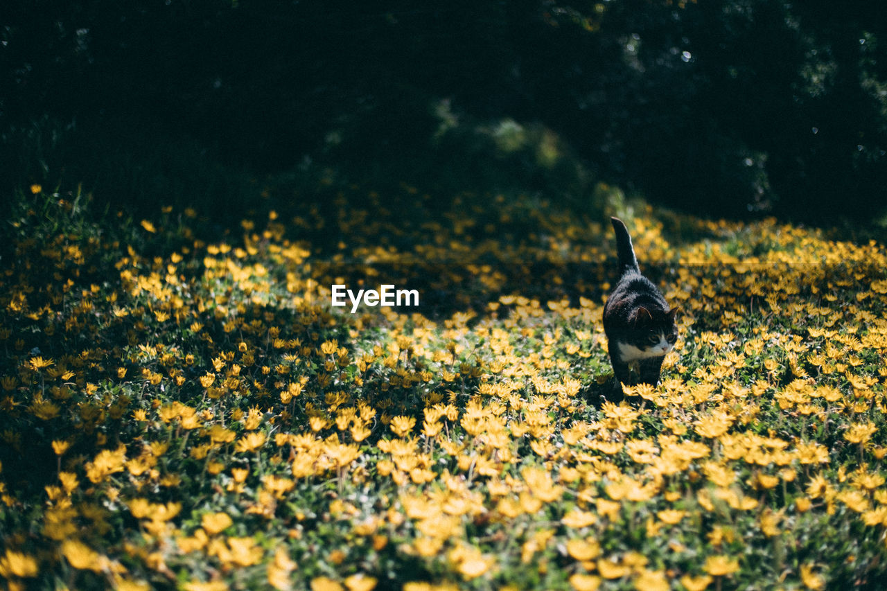 VIEW OF A BIRD ON A FIELD