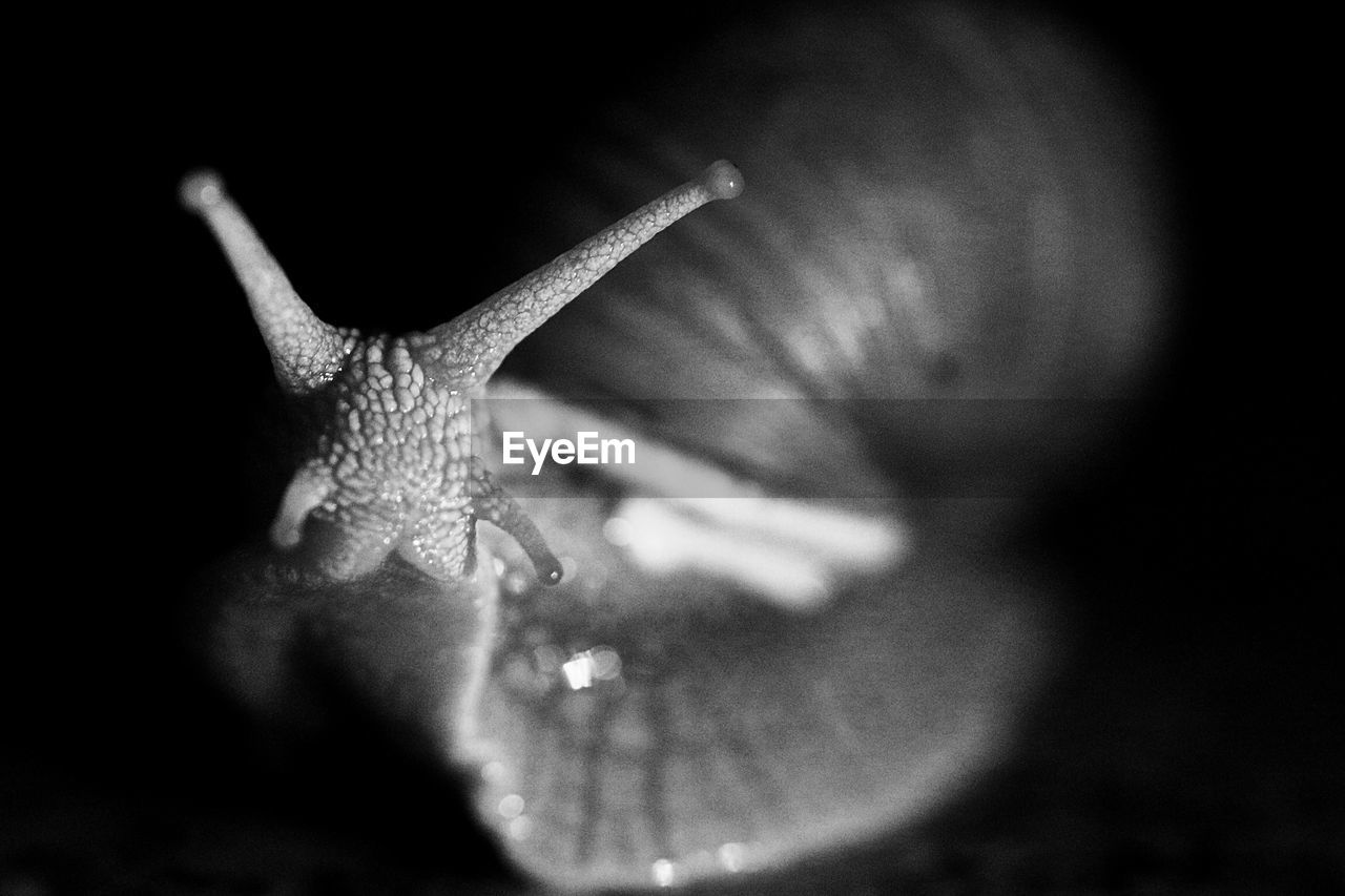 Close-up of snail outdoors