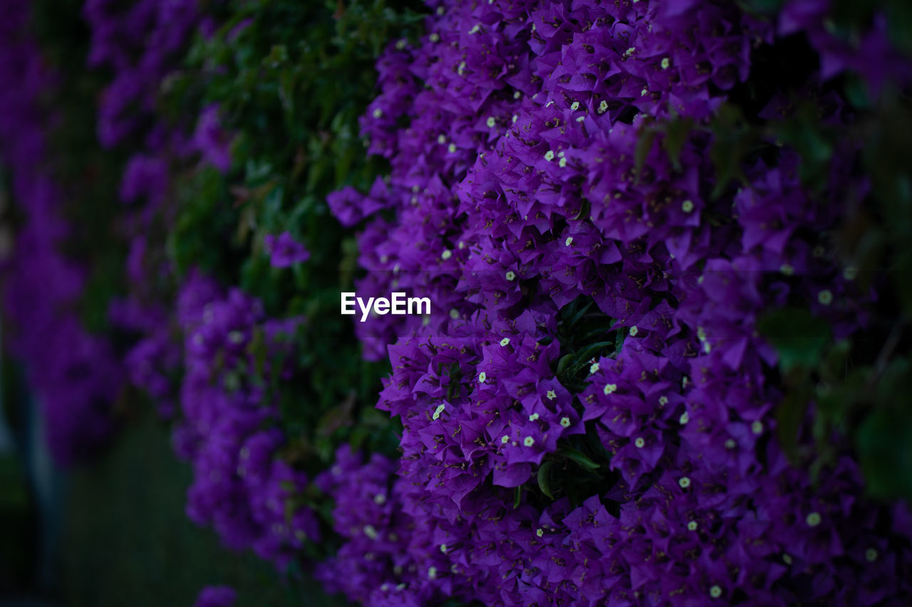 Close-up of purple flowering plants