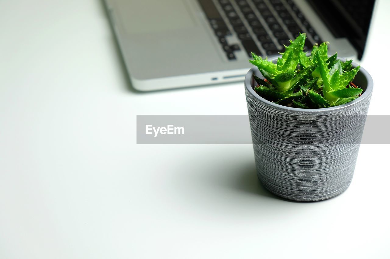 CLOSE-UP OF POTTED PLANT ON LAPTOP