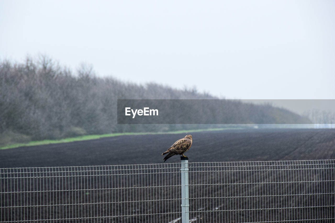 Bird perching on a fence