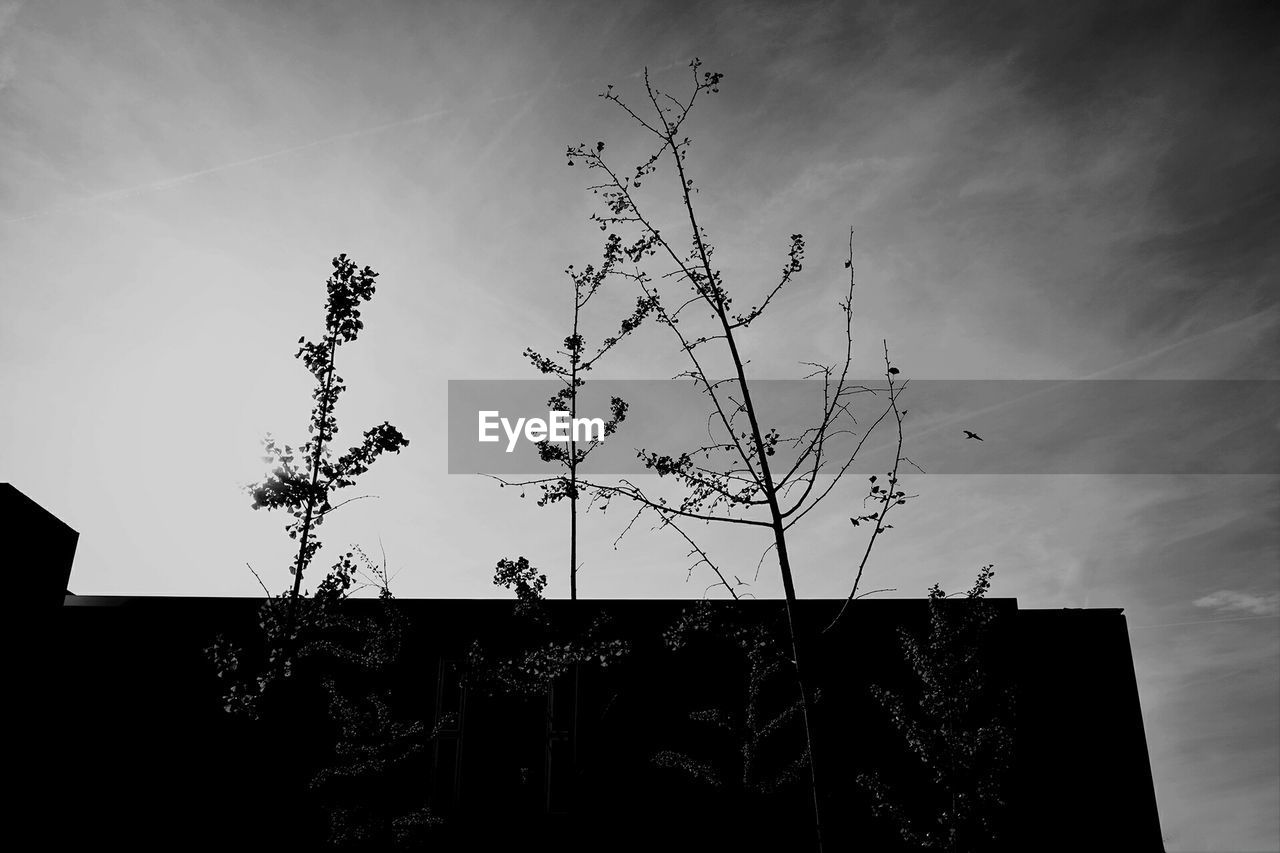 LOW ANGLE VIEW OF TREES AGAINST SKY