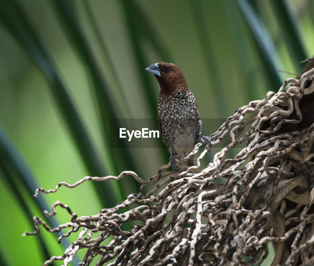 Close-up of bird perching on tree