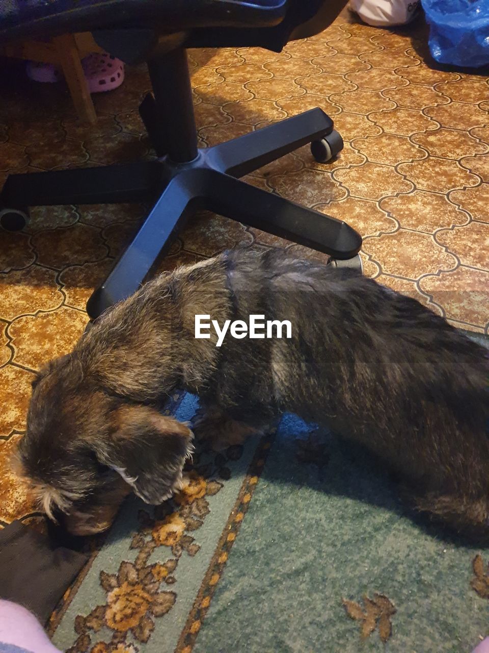 HIGH ANGLE VIEW OF DOG LYING DOWN